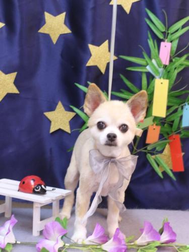 20230729チップくん